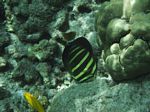 Snorkeling at Cpt Cook Monument
